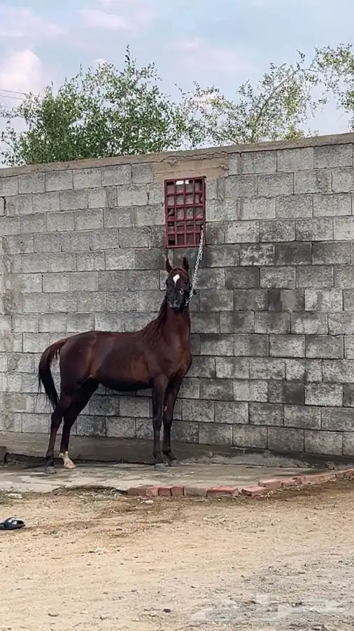 خيل شعبي كفو 6