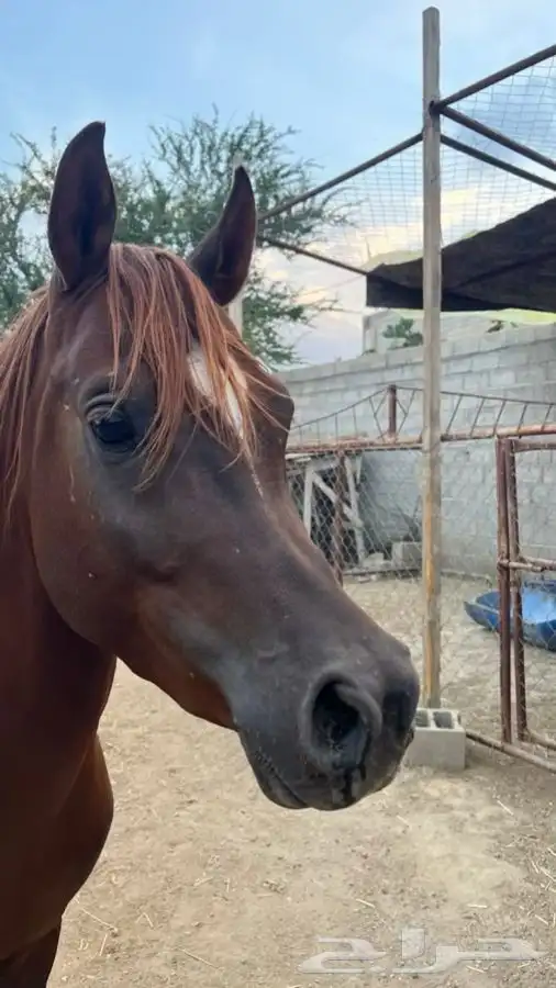 خيل شعبي كفو 2