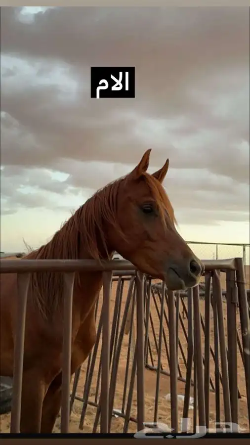 خيل شعبي كفو 8