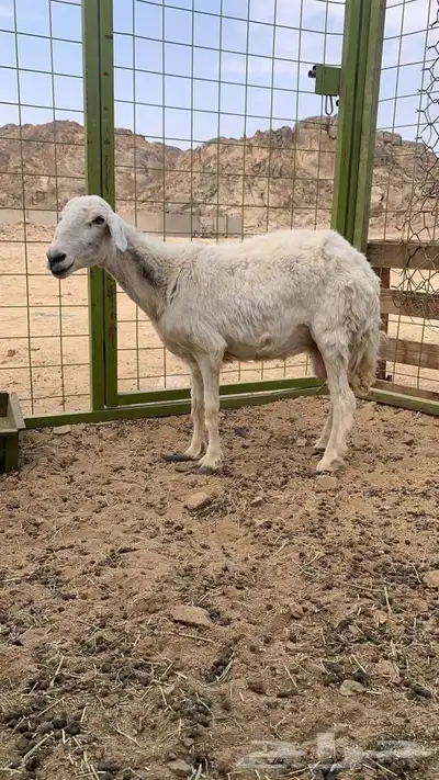 للبيع نعجه دافع تلد اقل من سبوعين باذن الله طيبه index