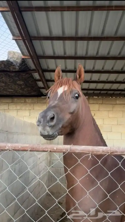 خيل شعبي كفو 3