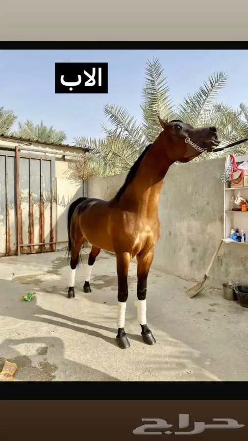 خيل شعبي كفو 7