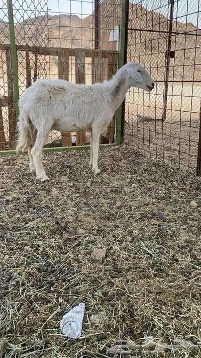 للبيع نعجه دافع تلد اقل من سبوعين باذن الله طيبه index