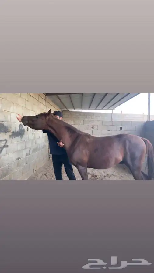 خيل شعبي كفو 1