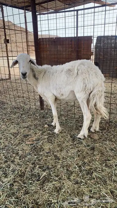 للبيع نعجه دافع تلد اقل من سبوعين باذن الله طيبه index