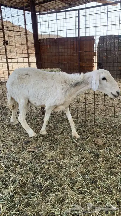 للبيع نعجه دافع تلد اقل من سبوعين باذن الله طيبه index