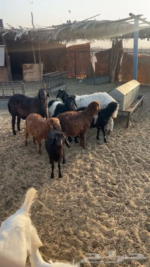 طليان ورخال بالخرج 2