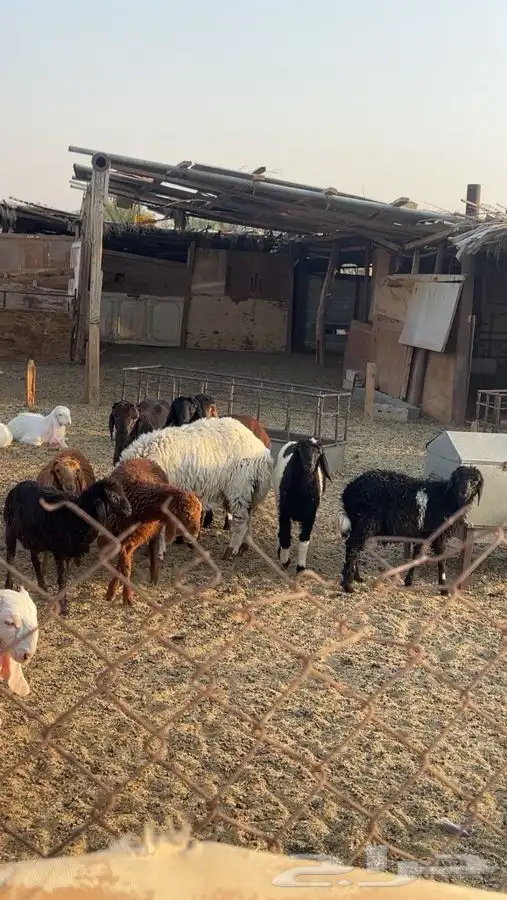 طليان ورخال بالخرج 1