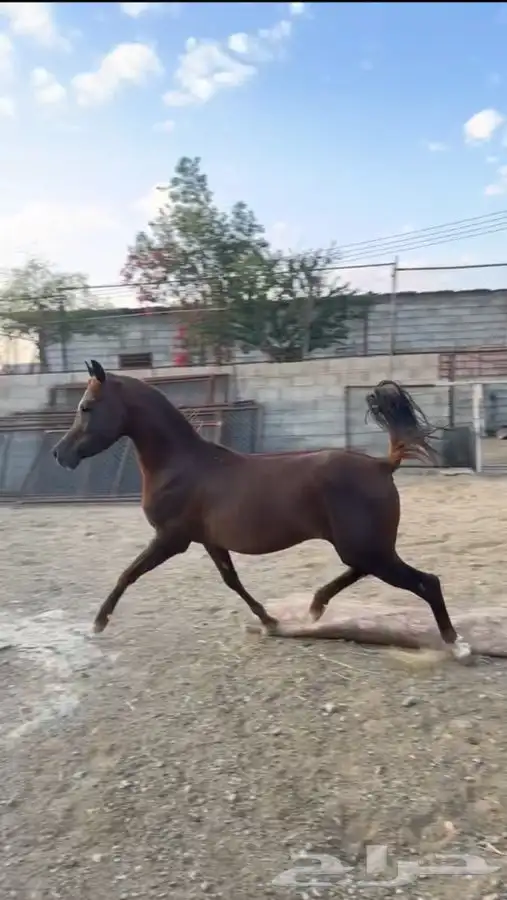 خيل شعبي كفو 4