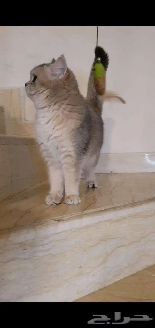 قطط سكوتس. وبرتش مستورده 1