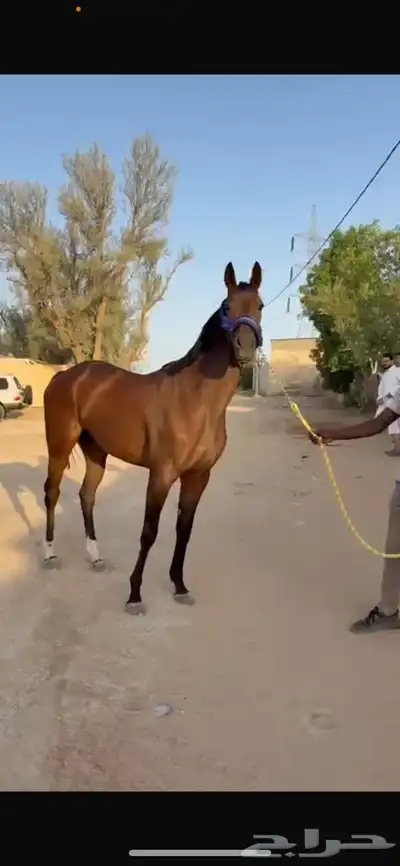 فرس سباق سرعه ثوربريد 0