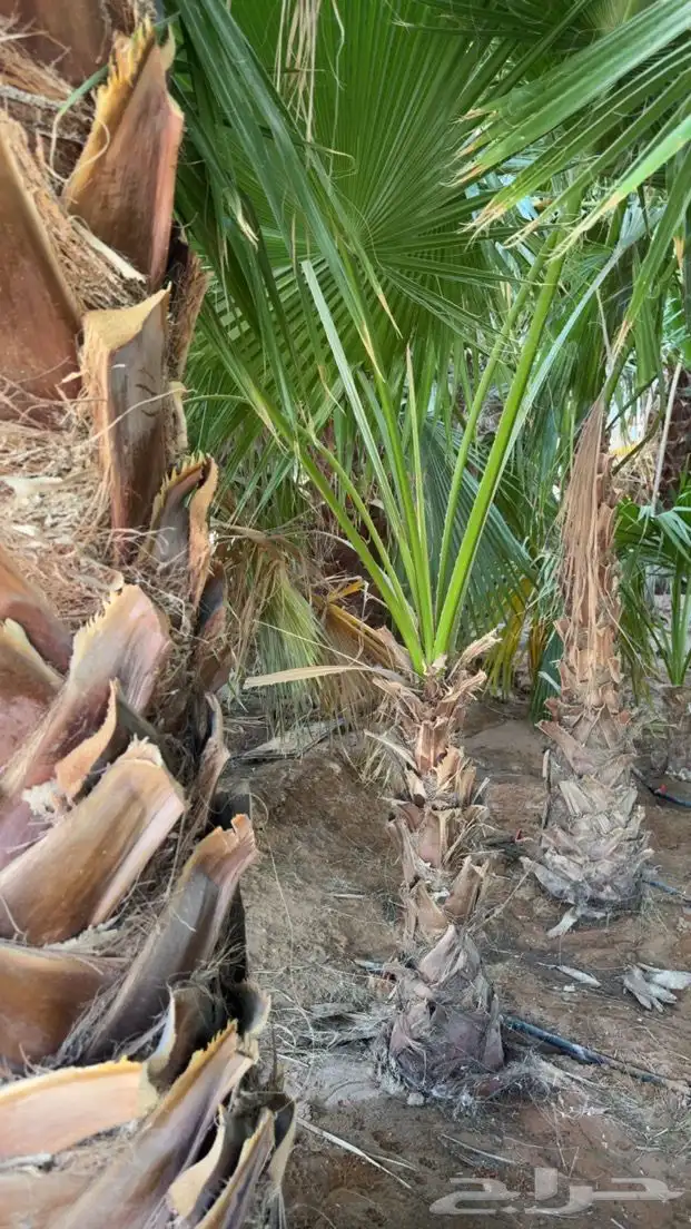 نخل واشنطني للبيع العدد 700 احجام مختلفه 1