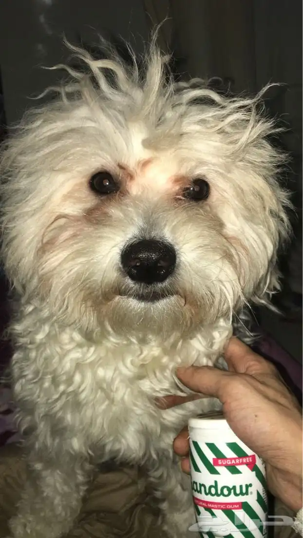 كلاب مالتيز 0