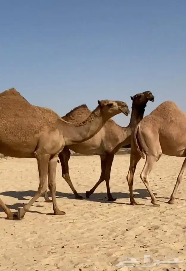 بكار كككفو وطيبه للبيع 12