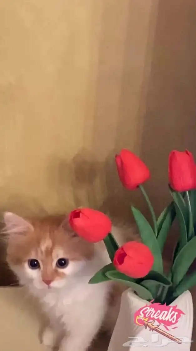 قطه شيرازي للبيع 0