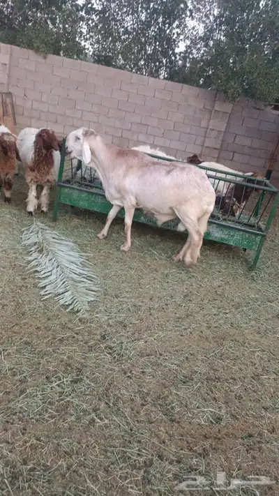 جذعات سواكن index