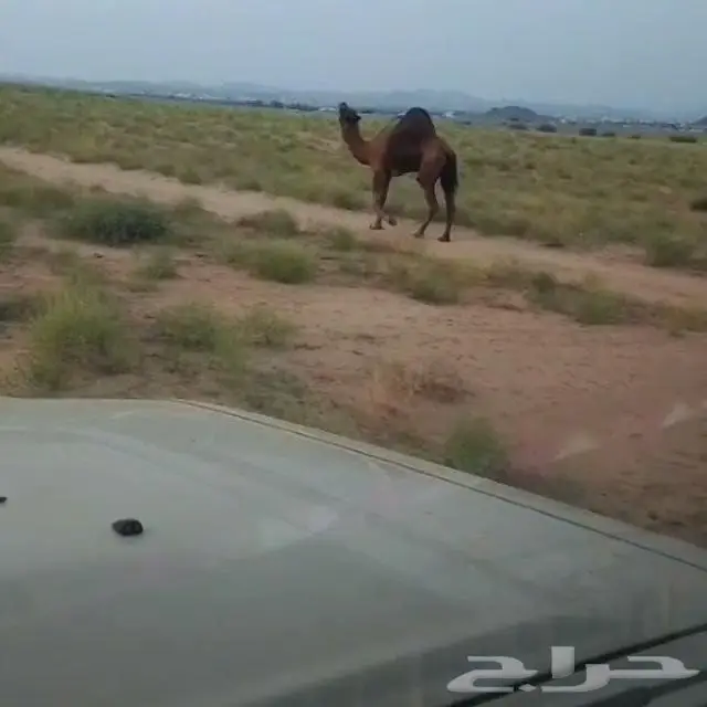 قعود ساحلي 2