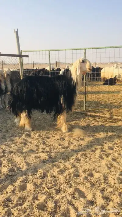 فحل نجدي كفو index