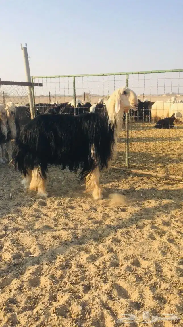 فحول نجد عيسيات حري عوارض 27