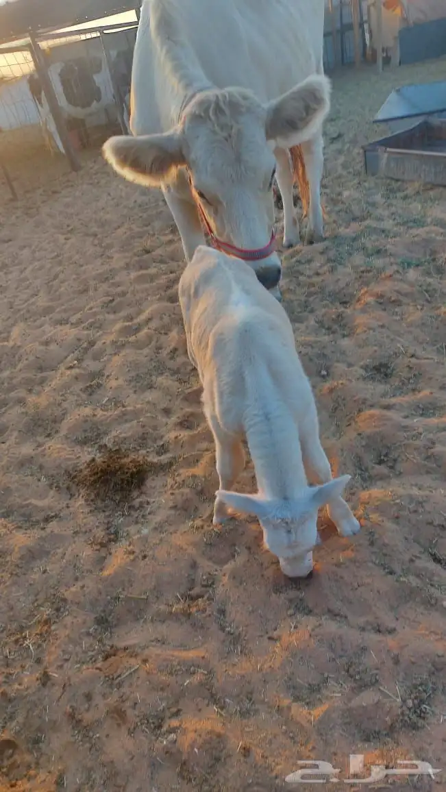 بقر الماني من سلالة بقر الراشد(( البقرة ولدت )) 1