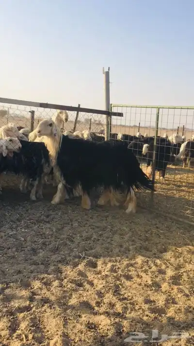 فحل نجدي كفو index