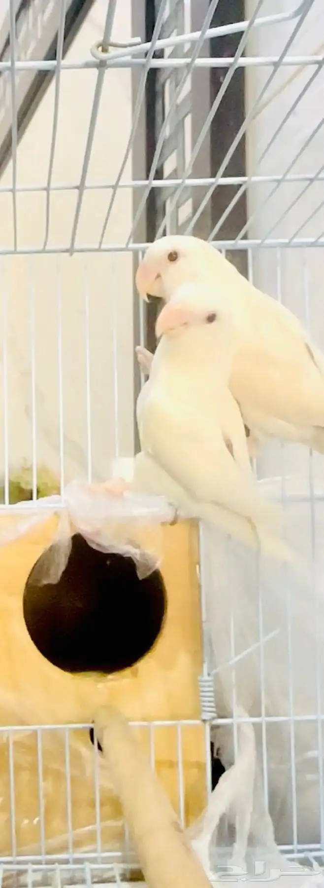 زوج روز البينو ( تم البيع ) 1