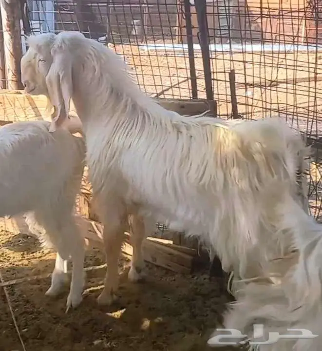 مراح معزا وجفار بيض مطورات بفحلهم لاعلي سوم 3