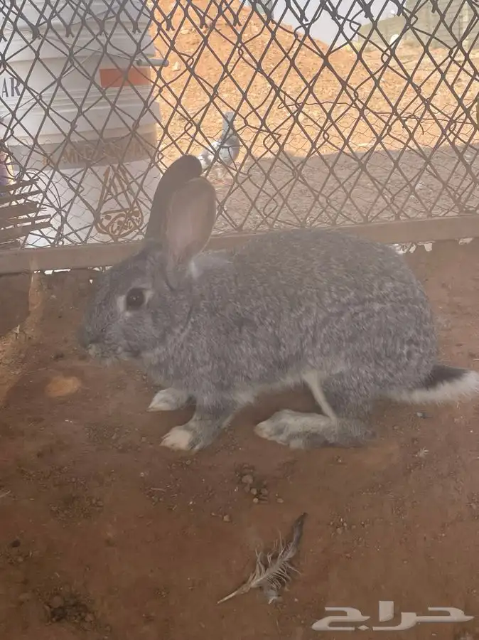 ارنب فرنسي 2