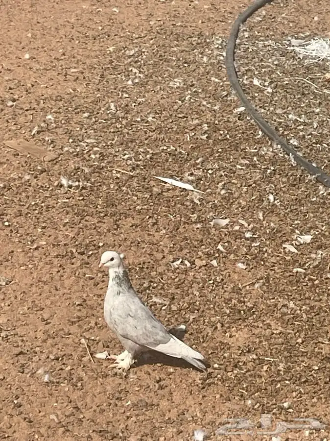 حمام شيرازي وحب الرمان وفرنسي وبلدي 6