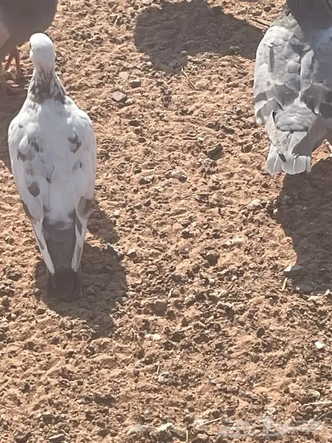 حمام شيرازي وحب الرمان وفرنسي وبلدي 7