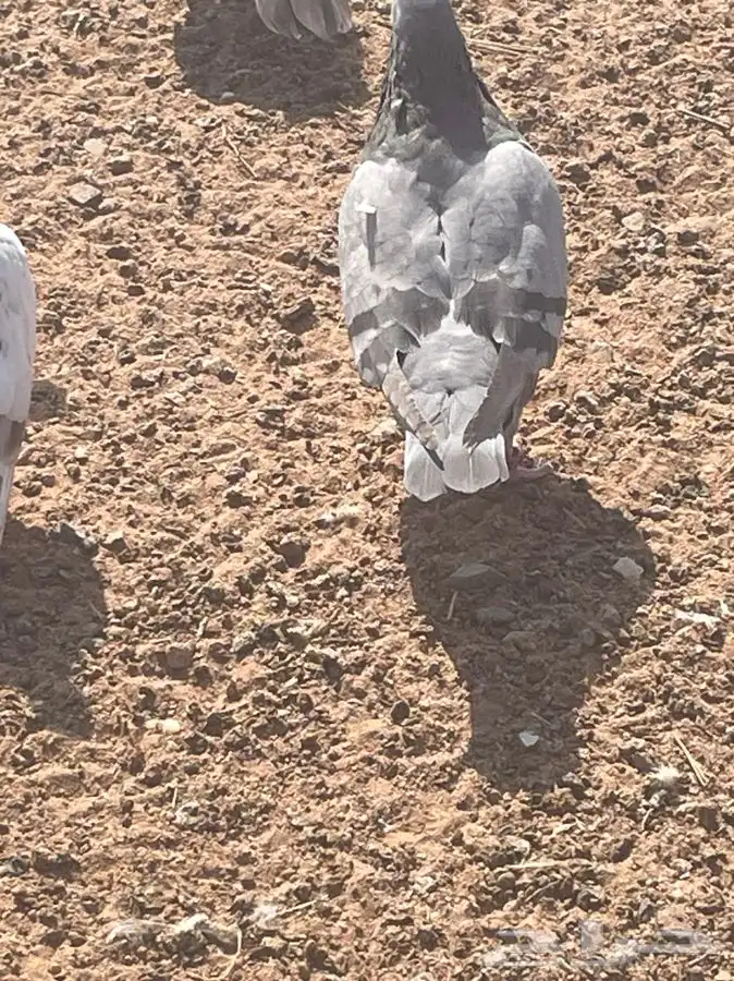 حمام شيرازي وحب الرمان وفرنسي وبلدي 5