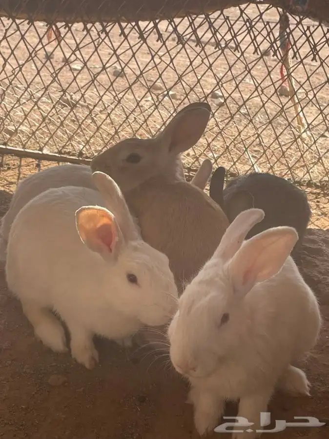 ارنب فرنسي 0