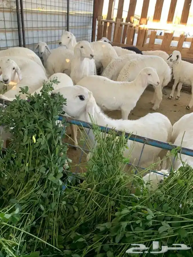 طليان مناسبات  ثلاجة   كشتات بالتقسيط 3