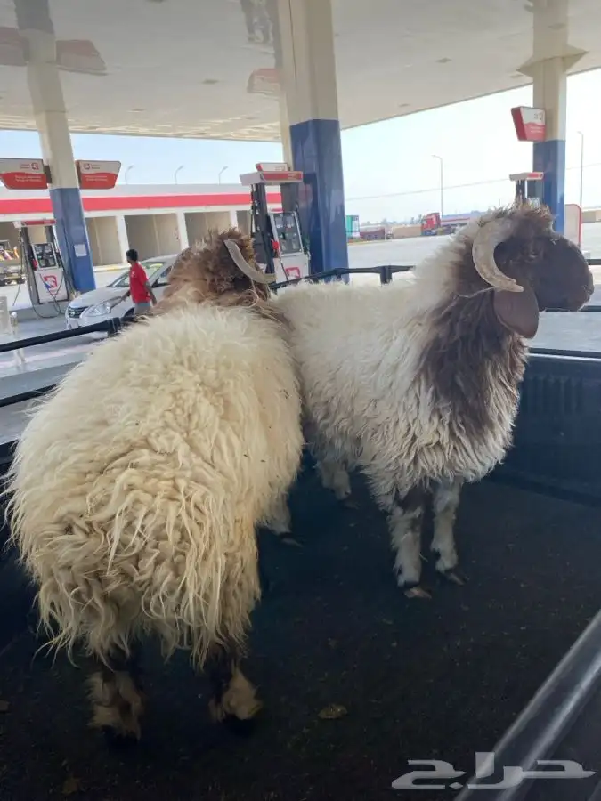 خرفان جذعات 0