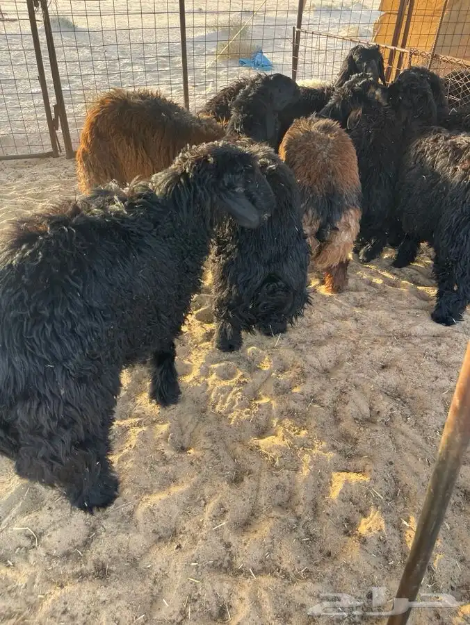 ذبايح خرفان نعيم عرب بلدي 6