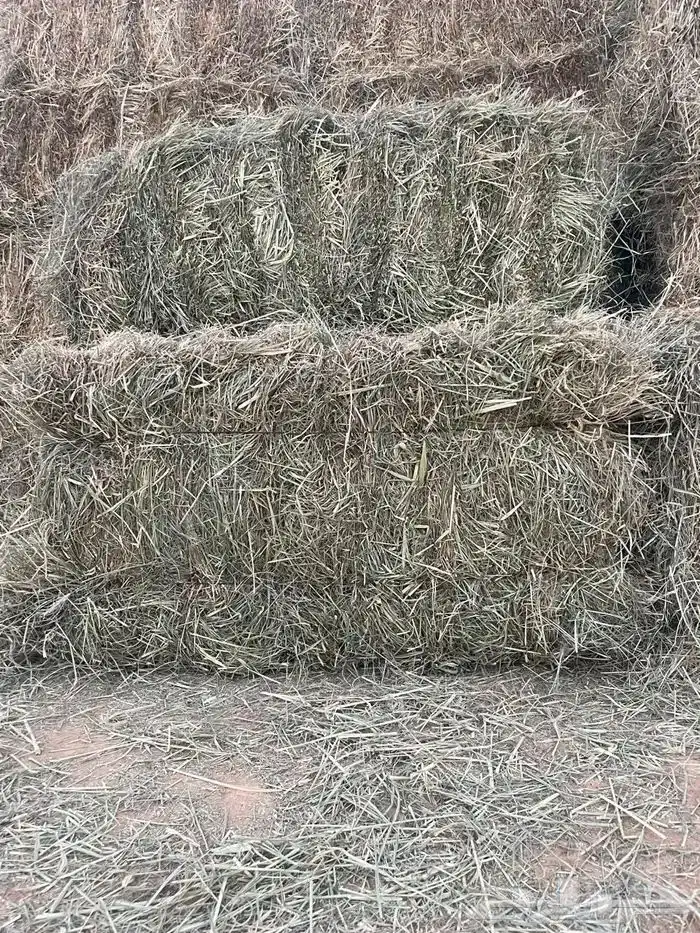 علاف رود صافي ناعم شد جندير 0