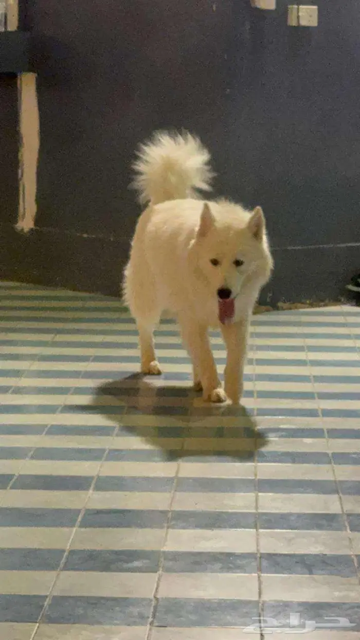 هاسكي ابيض لونج هير 0