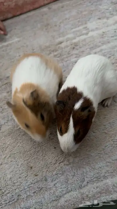 وبر غيني index