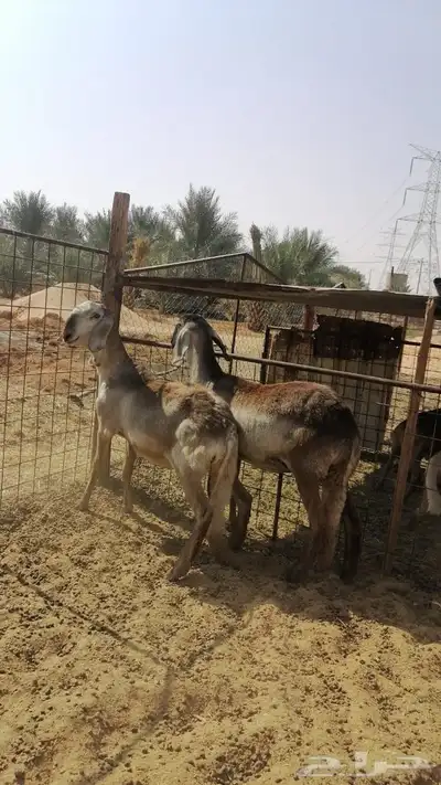 جذعات سواكن index