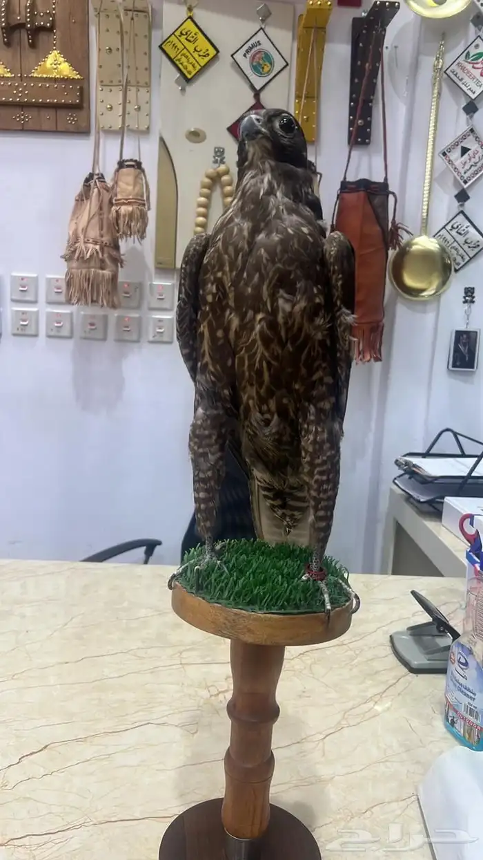 بيوت شعر جديدة ابيض واسود جميع المقاسات وخيم 11