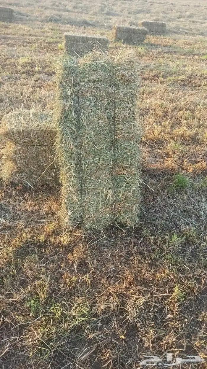 علاف رود صافي ناعم شد جندير 1