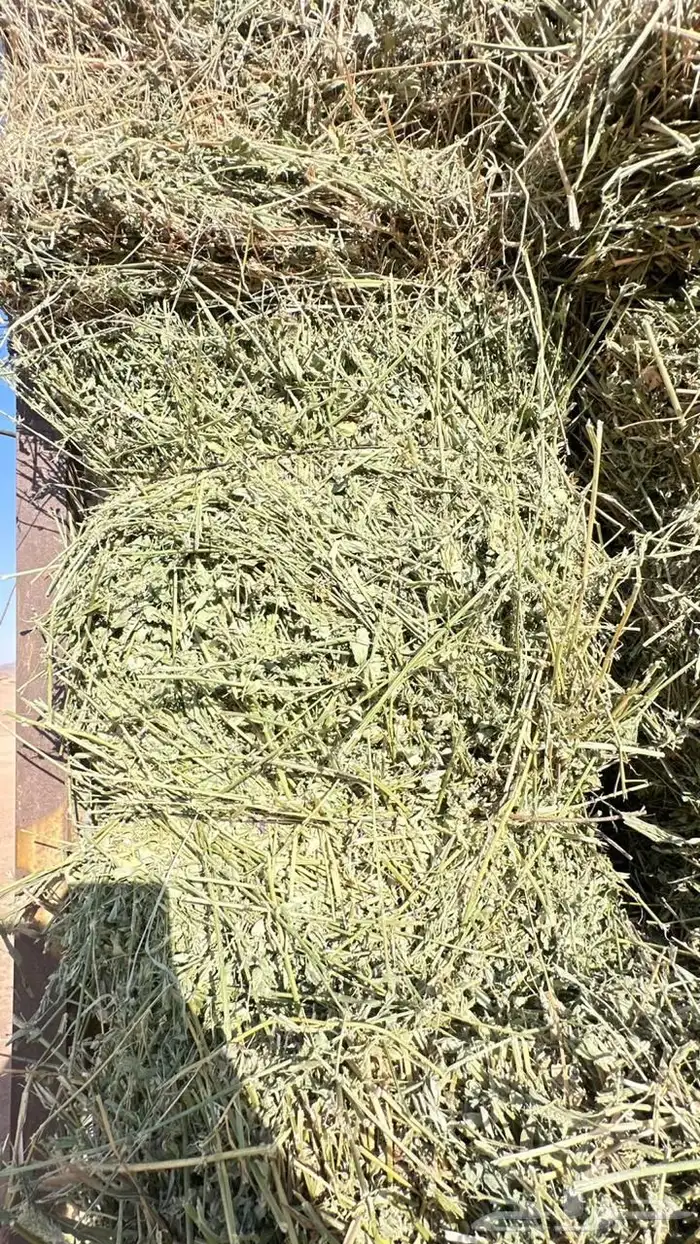 برسيم للبيع 2