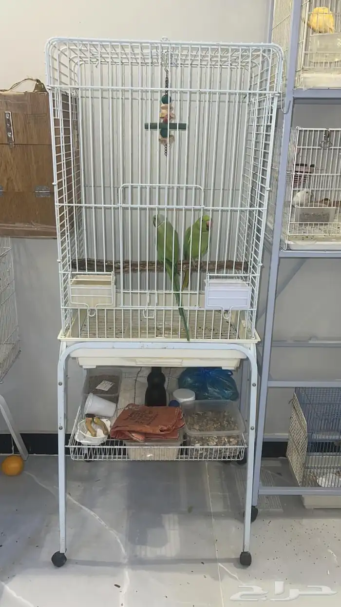 طيور درة وجوز انتاج 2