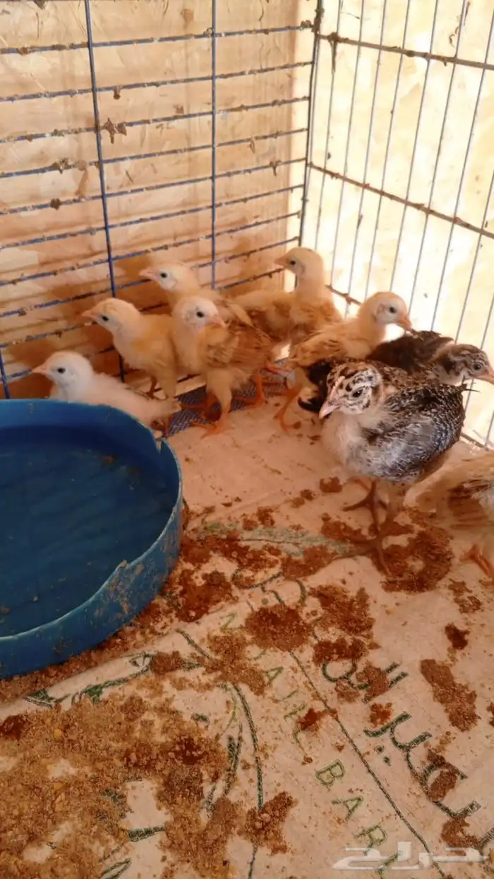 صوص دجاج فيومي 1