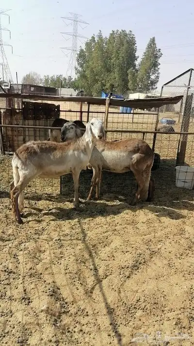 جذعات سواكن index