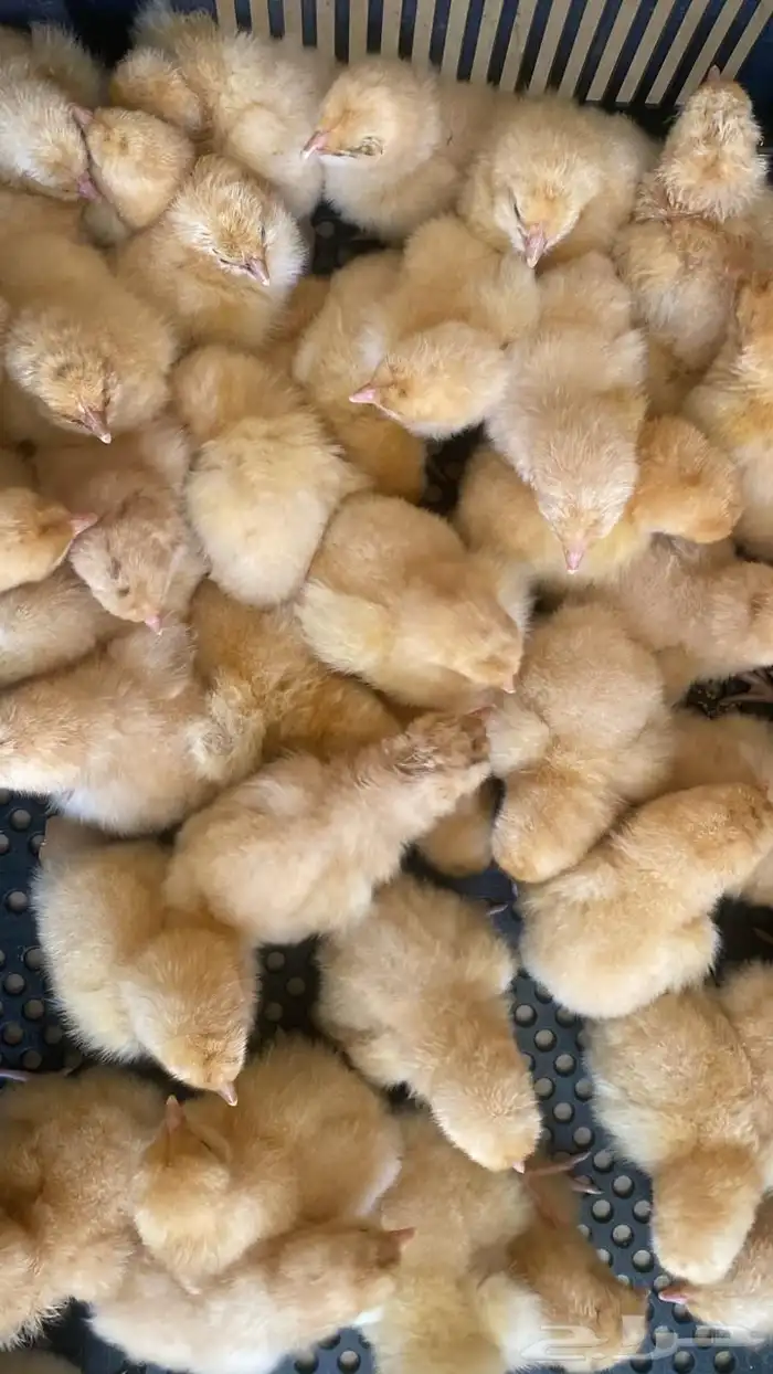 دجاج اوربنقتون الانجليزي 0