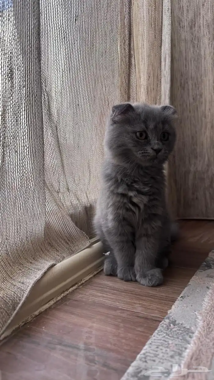 قطة سكوتش فولد للبيع 2