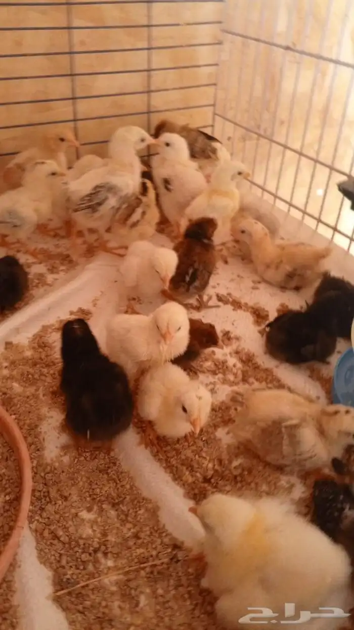 صوص دجاج فيومي 0