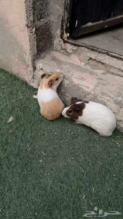 وبر غيني index