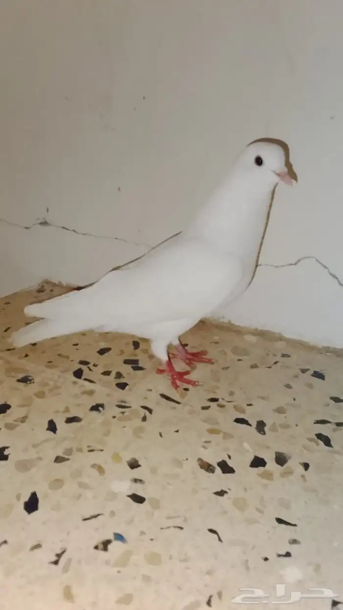 اعرض لكم حمام ثنين زاجل ازرق غامق و وحده فرنسي ابيض نقي 2